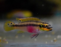 Kersenbuikcichlide Moliwe