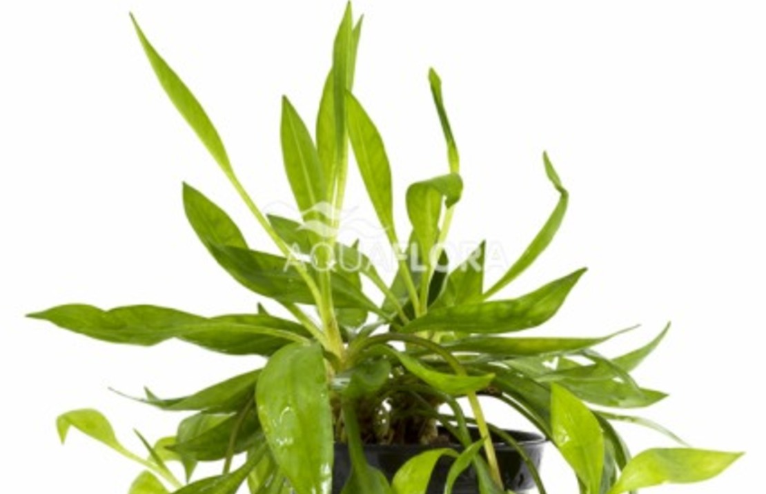 Helanthium Bolivianum 'magdalenensis' - Pe