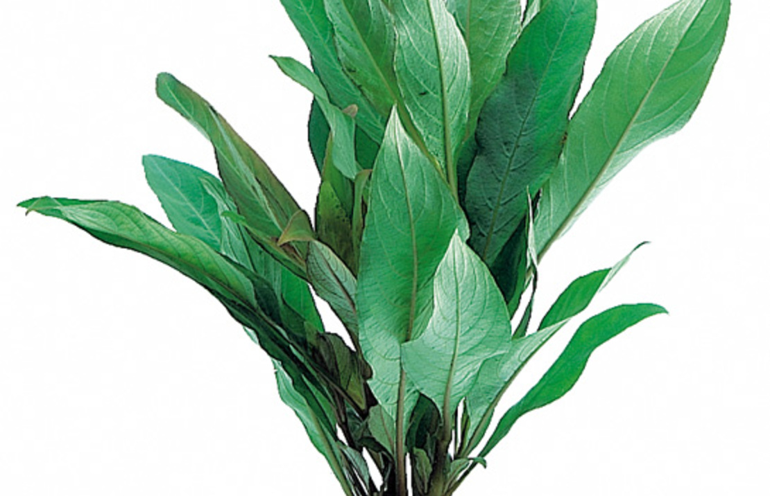 Hygrophila Corymbosa 'siamensis' - Ta