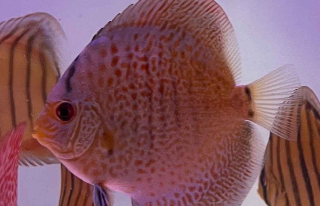 Discus Snakeskin Blue