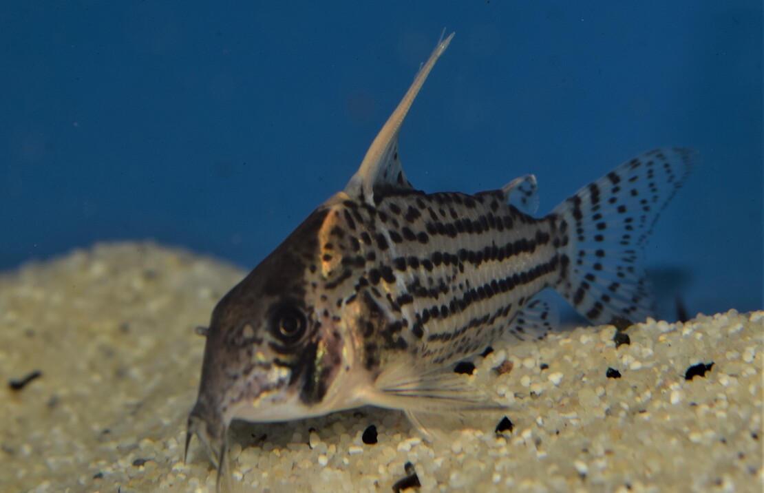 Corydoras Super Schwartzi Highfin