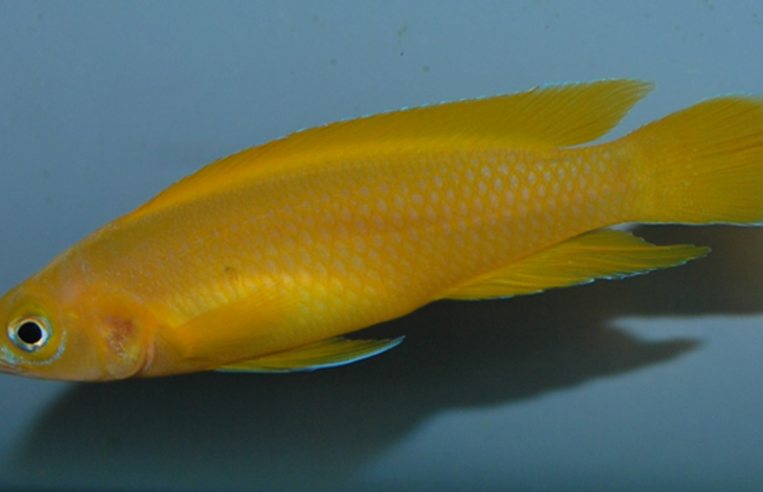 Tanganjika Goldbuntbarsch