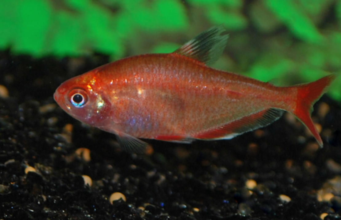 Blutsalmler Rot Gold