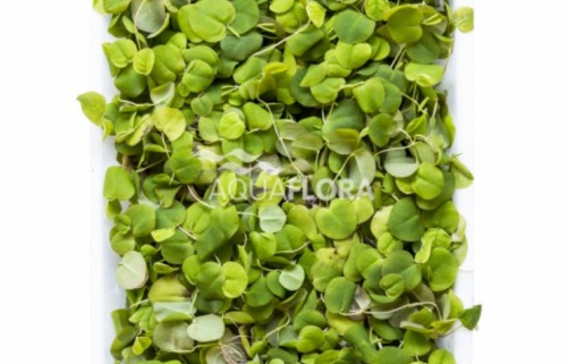 Phyllanthus Fluitans - Lf