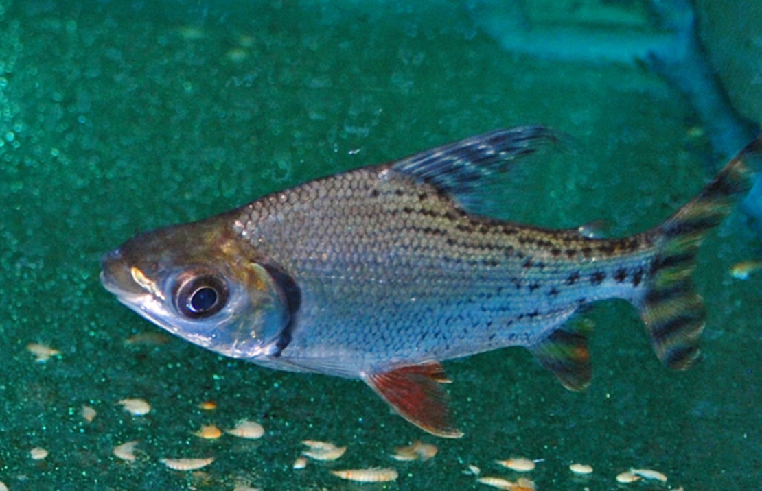 Schwanzstreifen-salmler