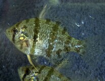 Crapet-soleil Chaetodon