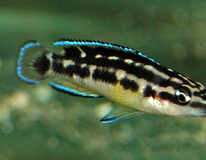 Tanganyika Maskercichlide Zwart