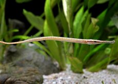 Poisson Aiguille & Sole