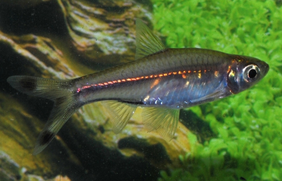 Rasbora Ciseaux