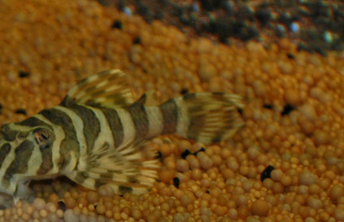 L134 Leopard Frog Pleco