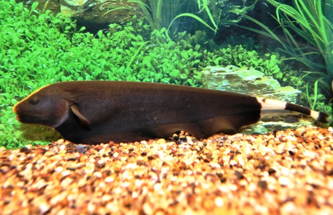 Poisson Couteau AmÉricain