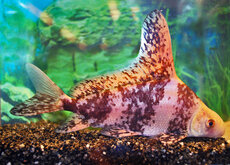 Autres Cypriniformes