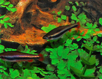 Poisson-crayon DorÉ