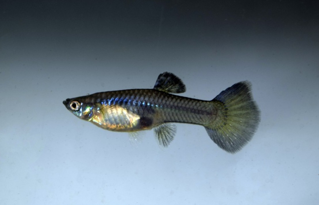 Guppy Moscow Blue Female