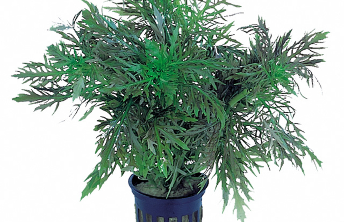 Hygrophila Difformis - Ps