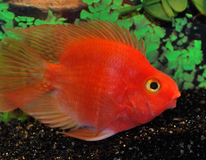 Poisson Perroquet Rouge