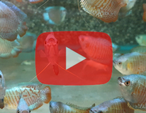 Zwergfadenfisch Neon (m/f)