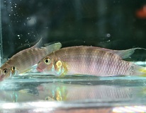 CichlidÉ Émeraude Lokunje