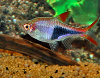 Rasbora Arlequin
