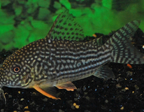 Sterba's Pantsermeerval