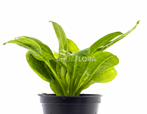 Echinodorus Grisebachii 'parviflorus' - Pe