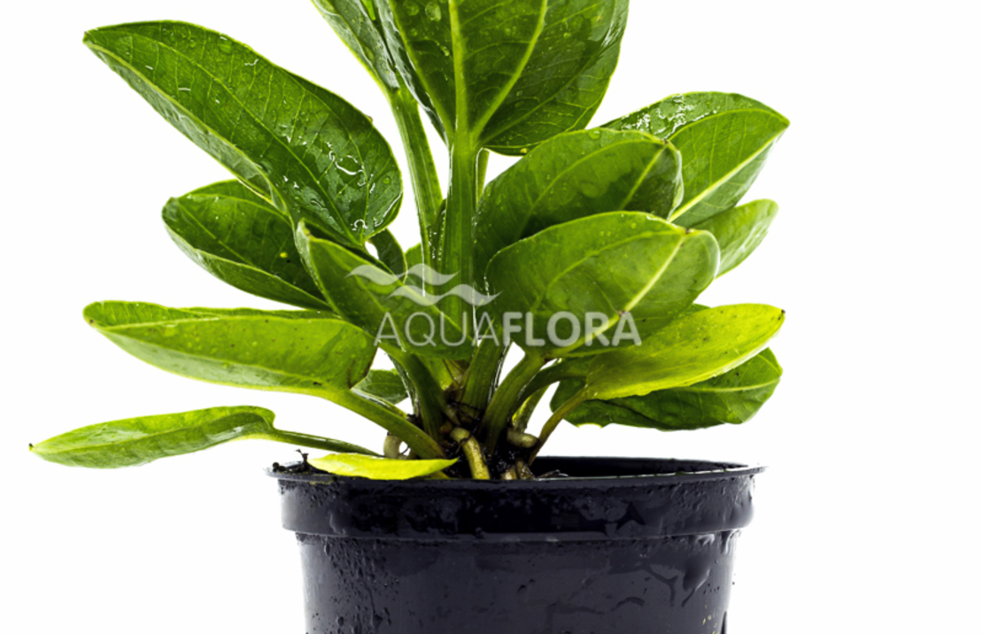 Echinodorus Horizontalis - Pe