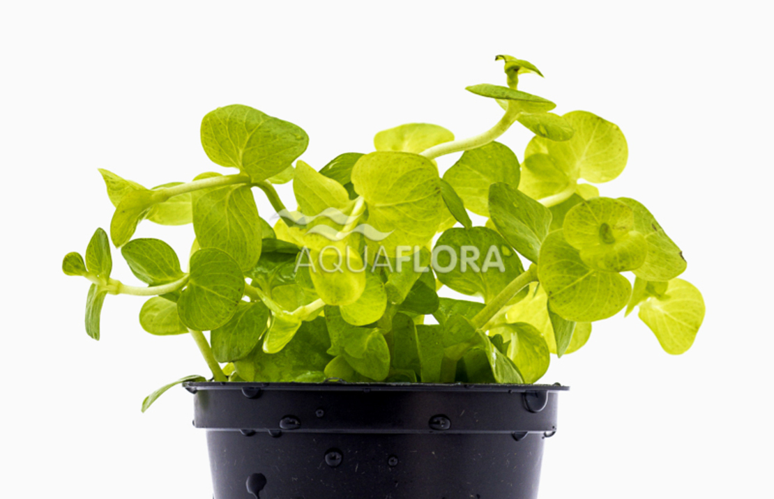 Lysimachia Nummularia 'aurea' - Pe