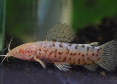 Autres Silures Cuirassés