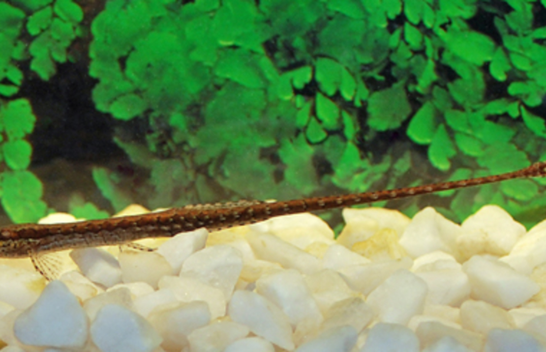 Silure Aiguille Platorynchus