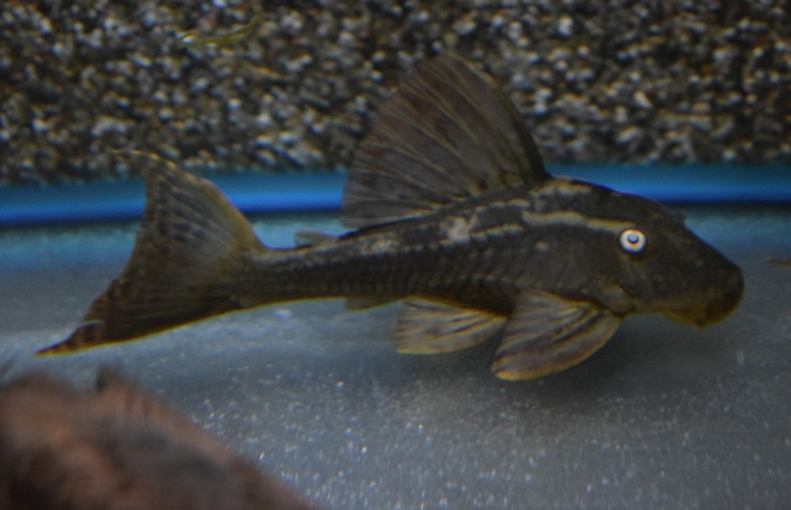 L137 Blue Eyed Red Fin Pleco