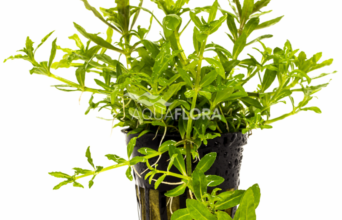 Pogostemon Helferi - Pe