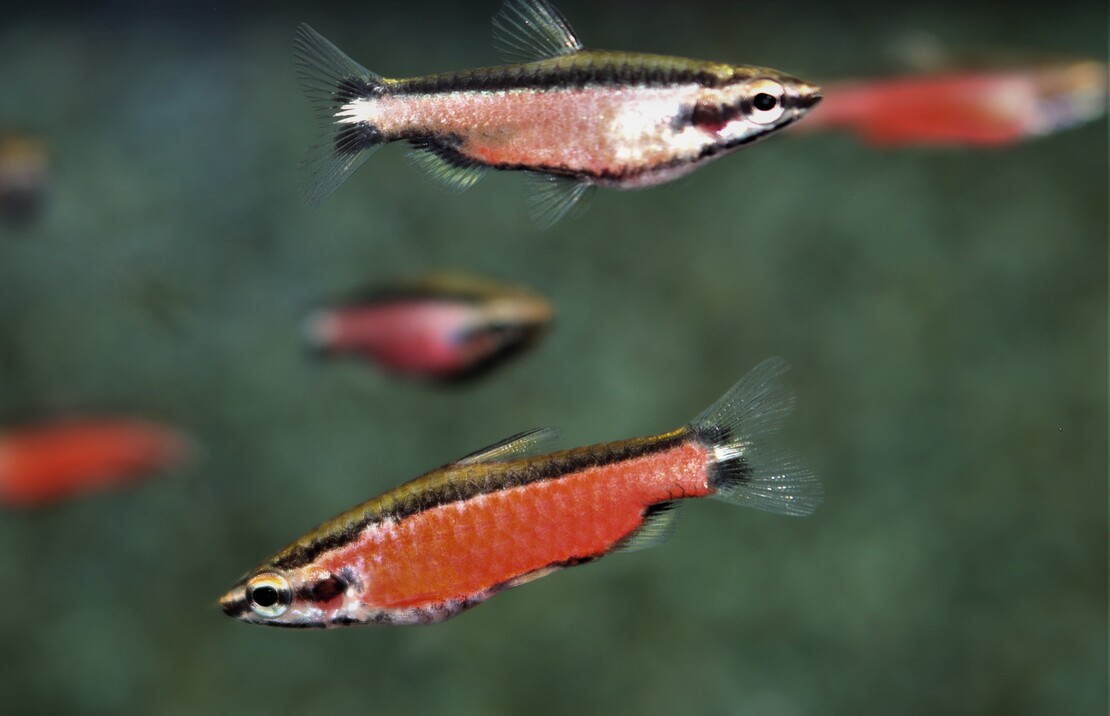 Poisson-crayon Cenepa