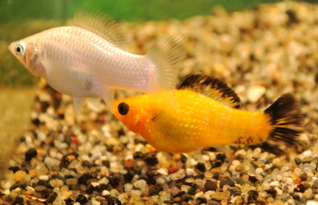 Molly Voile Assortis