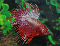 Combattant Crowntail Dragon (mÂle)