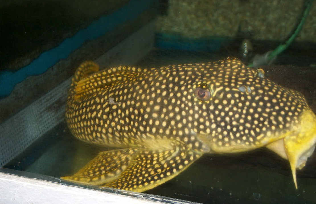 L014 Sunshine Pleco