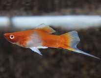 Zwaarddrager Rood/wit