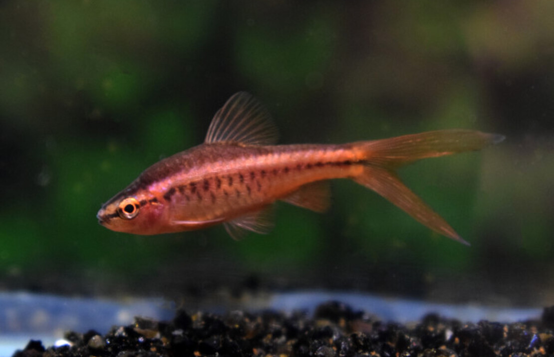Cherry Barb Long Fin