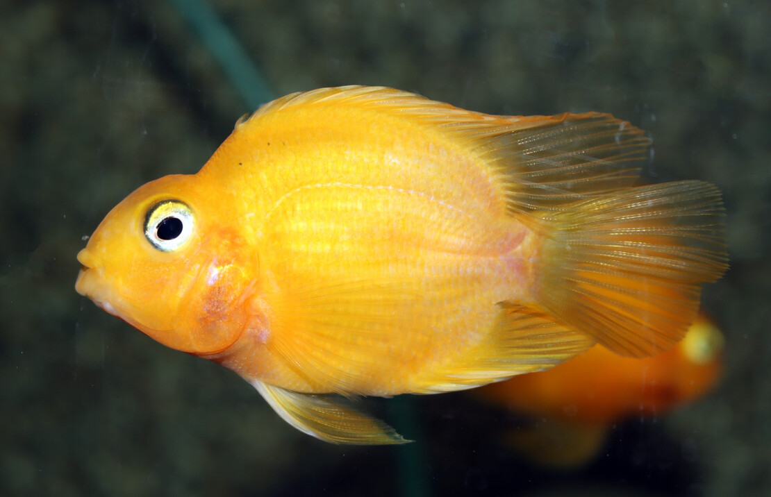 Poisson Perroquet Jaune
