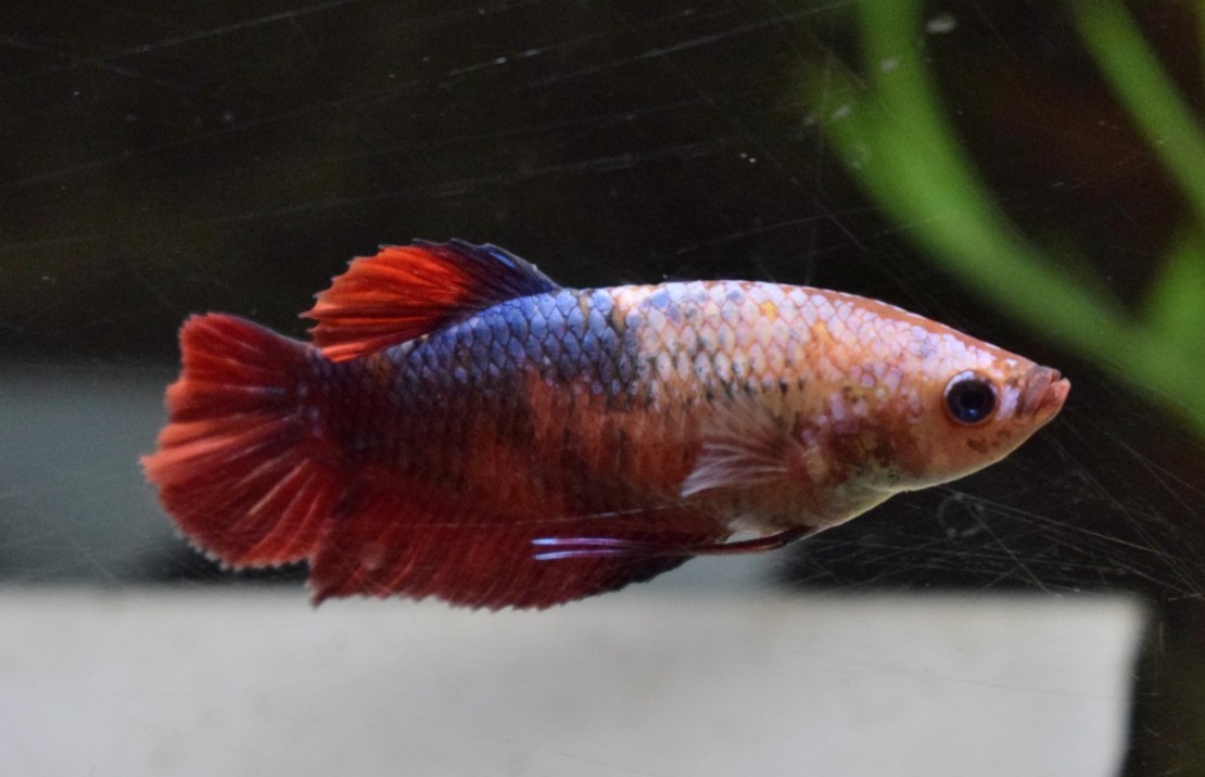 Combattant King (femelle)