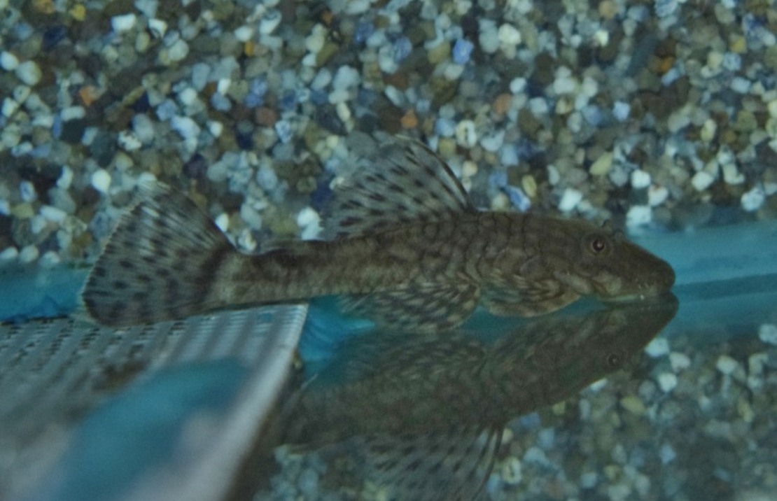 Ancistrus Triradiatus