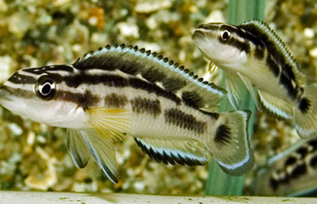 Tanganyika Maskercichlide Zwart