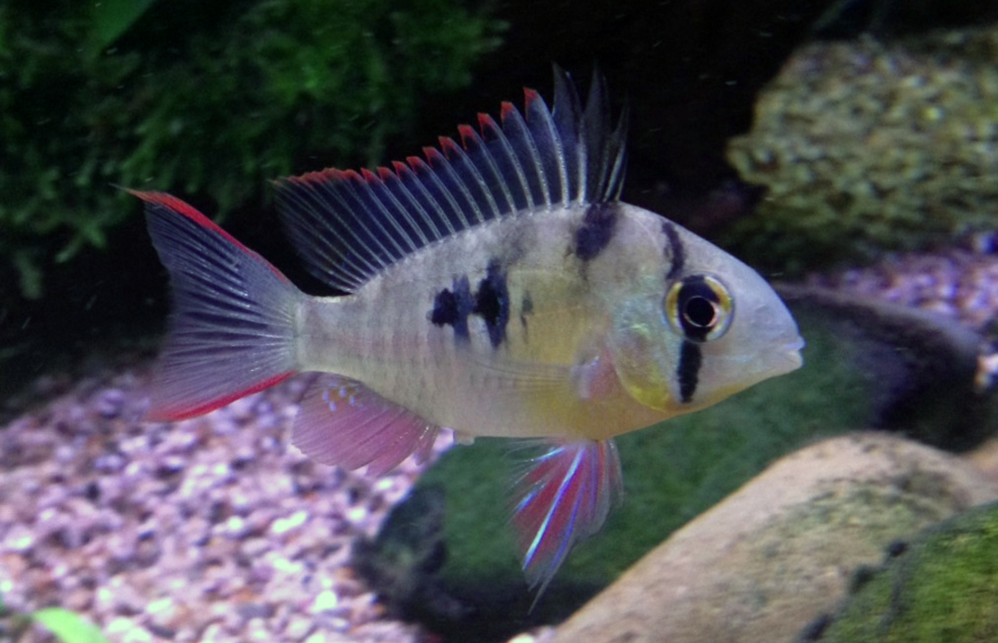 Boliviaanse Ramirezi