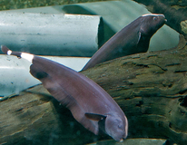 Poisson Couteau AmÉricain