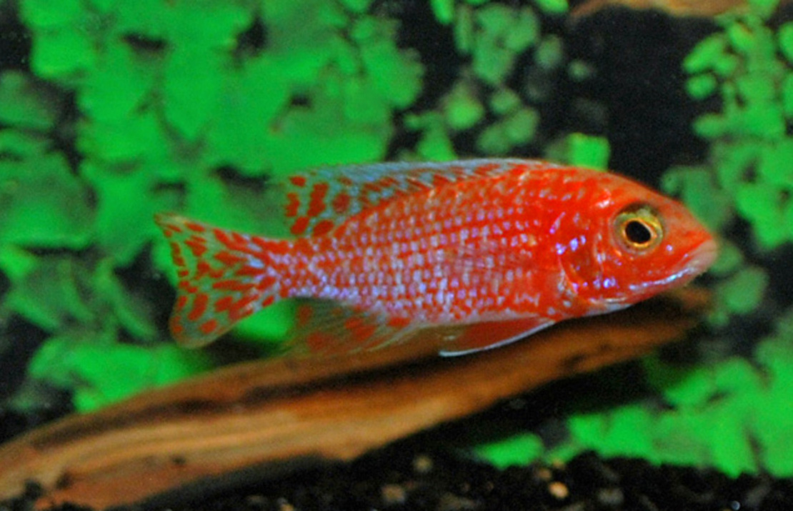 Aulonocara Dragon Blood