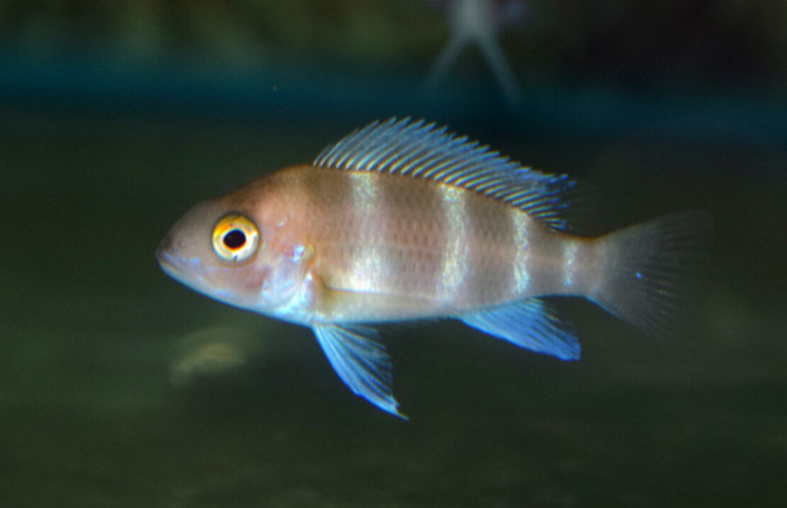 Tanganjika-beulenkopf Rot