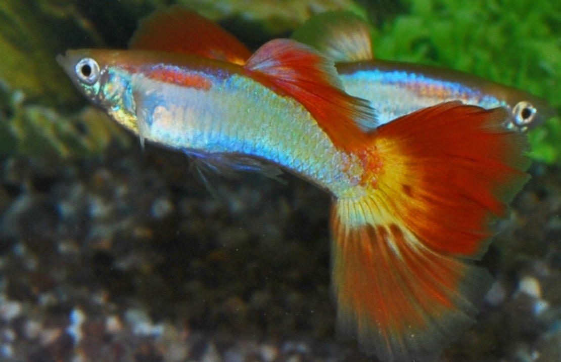 Guppy Sunset Mann