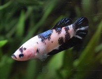 Combattant King (femelle)