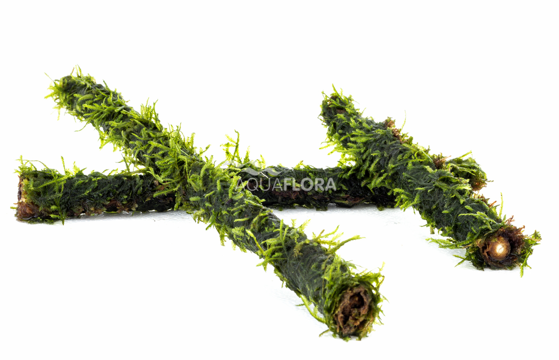 Vesicularia Op Bamboe Stick S 15cm - Bs