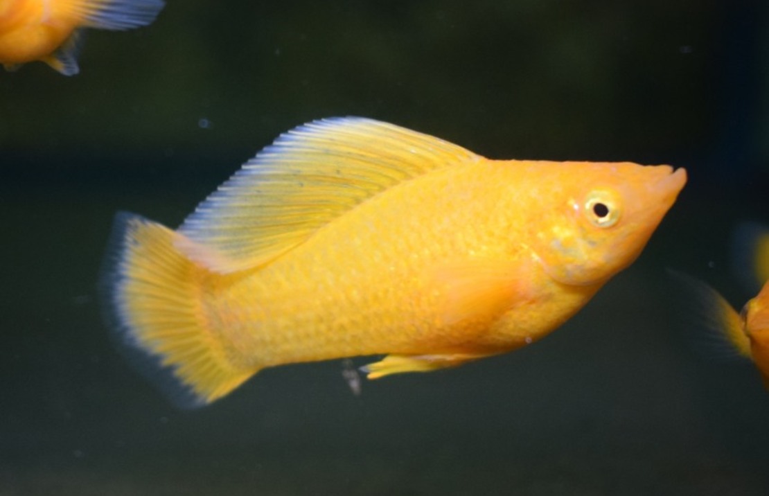 Hoogvinkarper Oranje