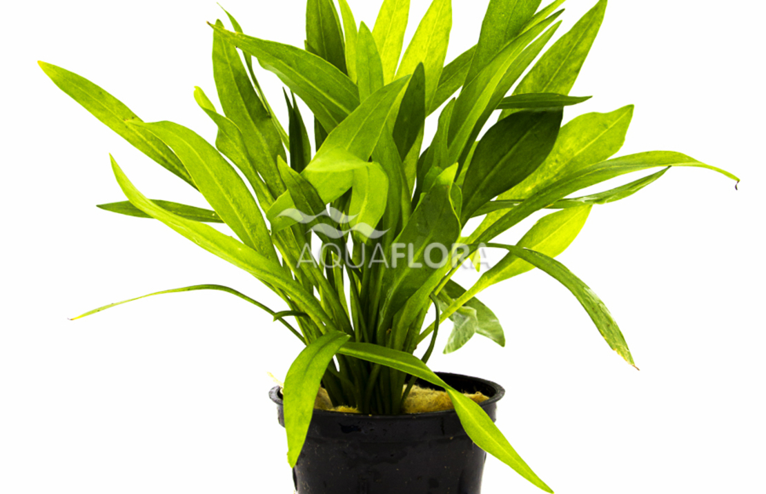 Helanthium Bolivianum 'xingu' - Pe